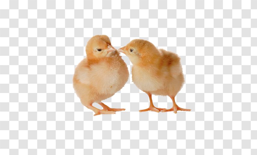 Chickens As Pets Bird Poultry Feed Cygnini - Royaltyfree - Chicken Transparent PNG