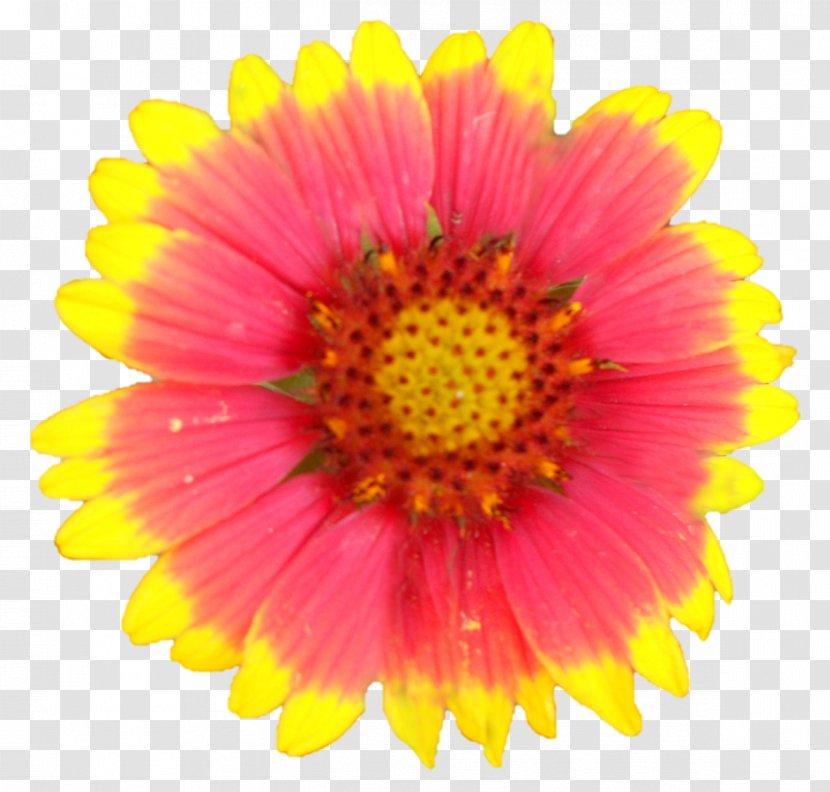 Garden Cosmos Blanket Flowers Chrysanthemum Transvaal Daisy Cut - Yellow Transparent PNG