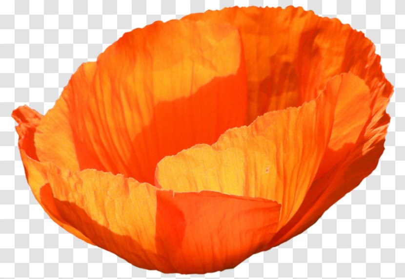 Poppy Flower - Coquelicot Family Transparent PNG