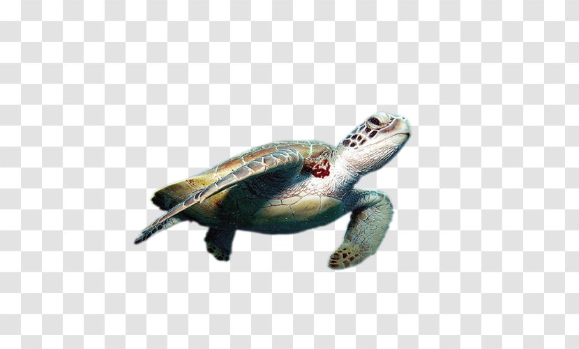 World Turtle Day Cheloniidae Green Sea Tortoise Transparent PNG