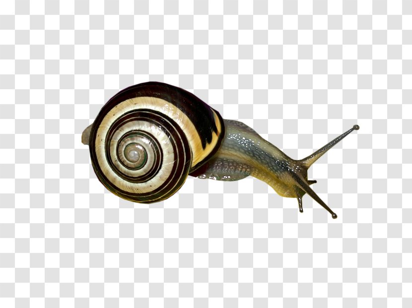 Snail - Molluscs Transparent PNG