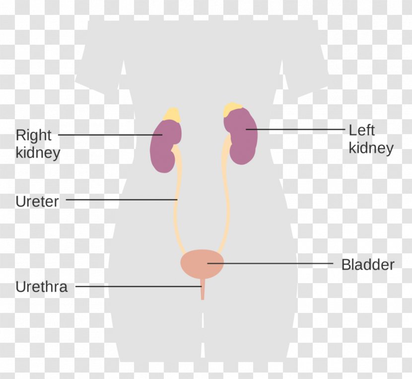 Excretory System Ear Abdomen Urine - Frame - Heart Transparent PNG