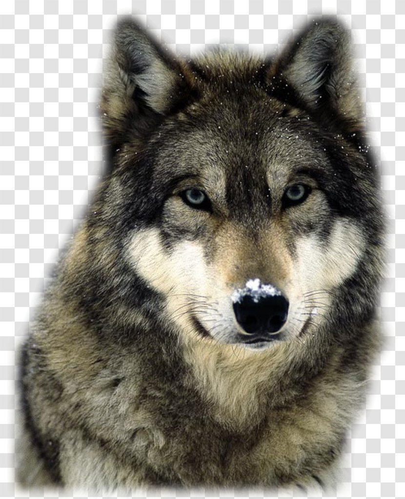 Arctic Wolf Pack Territory Red - Fur Transparent PNG