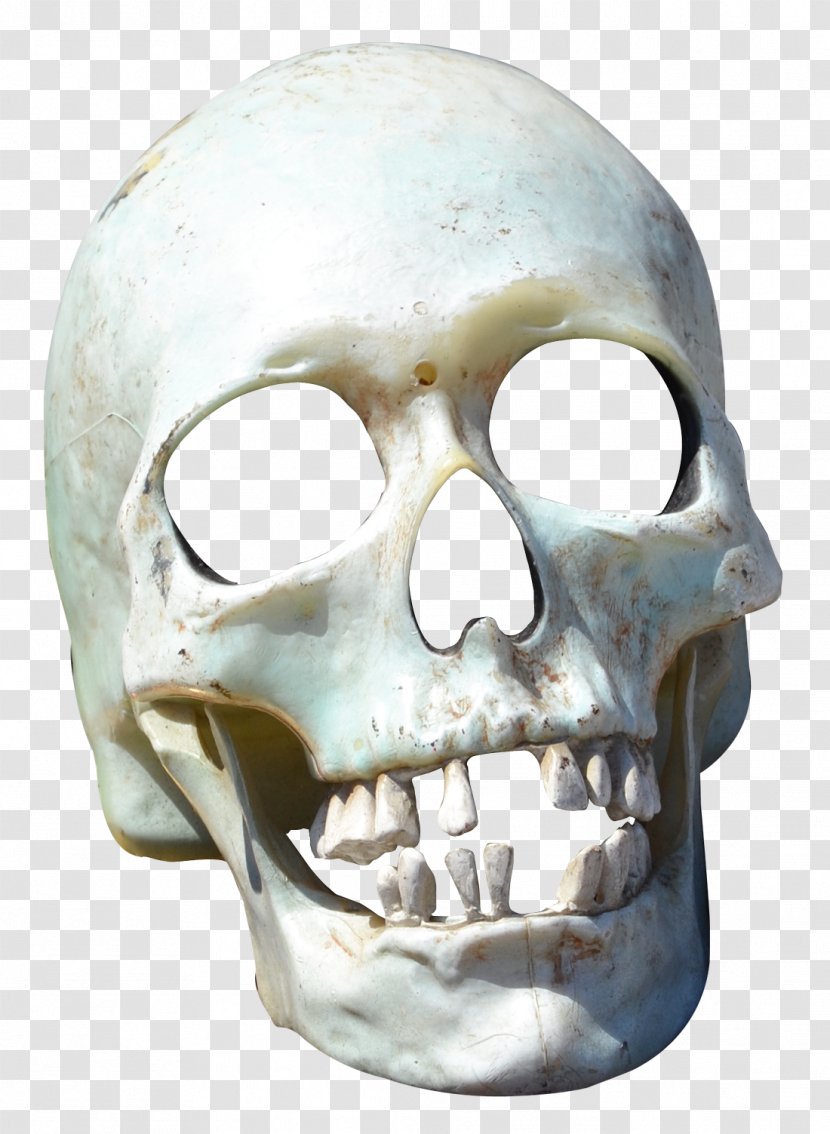 Skull Transparency And Translucency - Gimp Transparent PNG