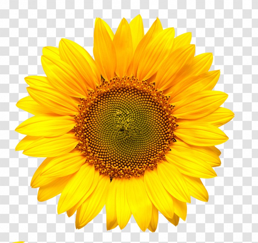 Royalty-free 4K Resolution Clip Art - Sunflower Transparent PNG