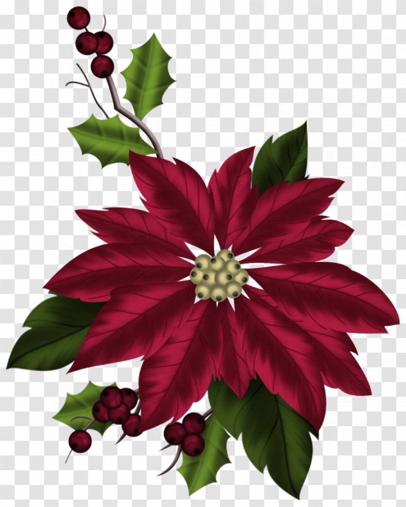 Poinsettia Christmas Flower Plant Epworth United Methodist Church Transparent PNG