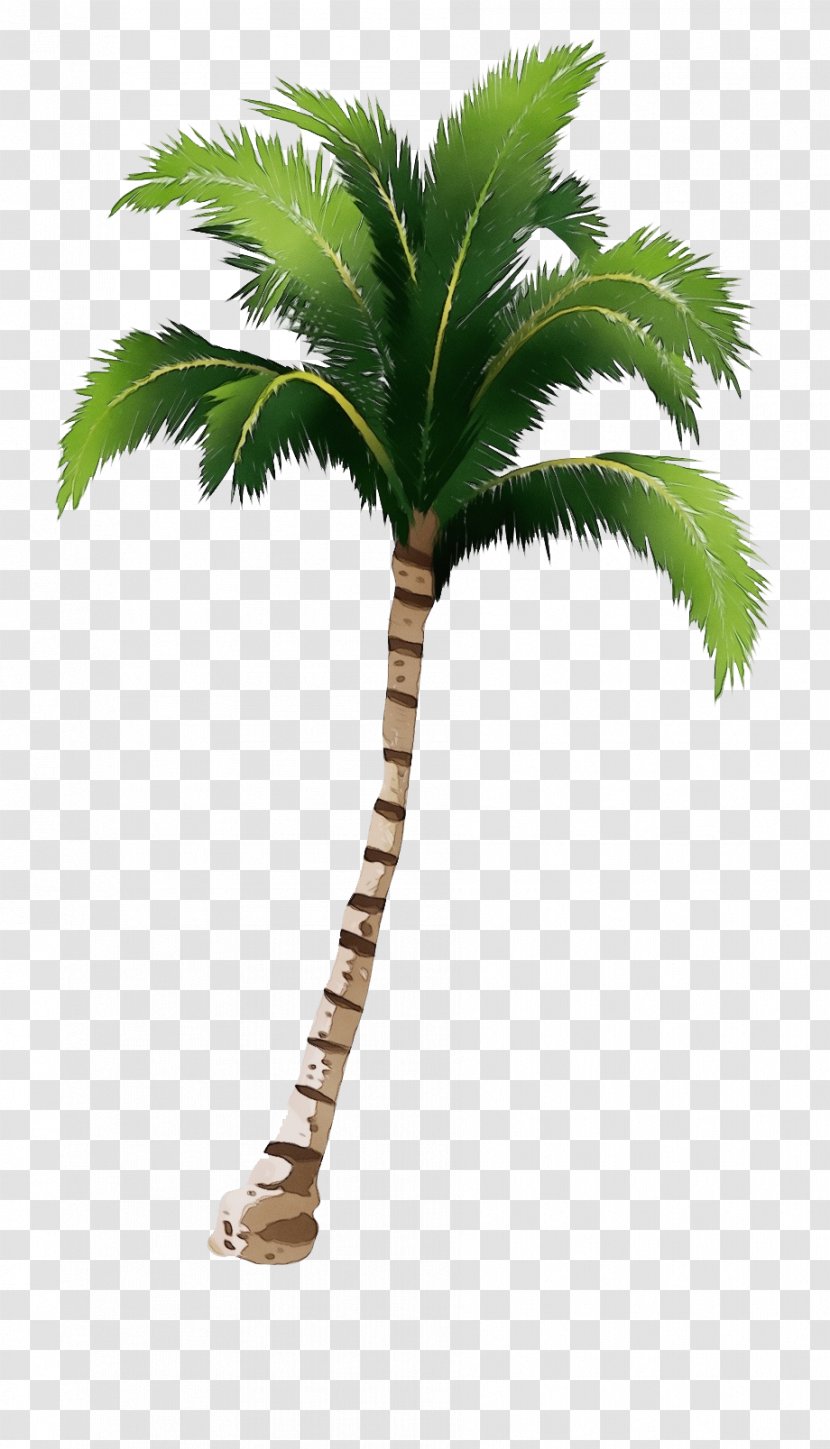 Palm Tree - Woody Plant - Stem Terrestrial Transparent PNG
