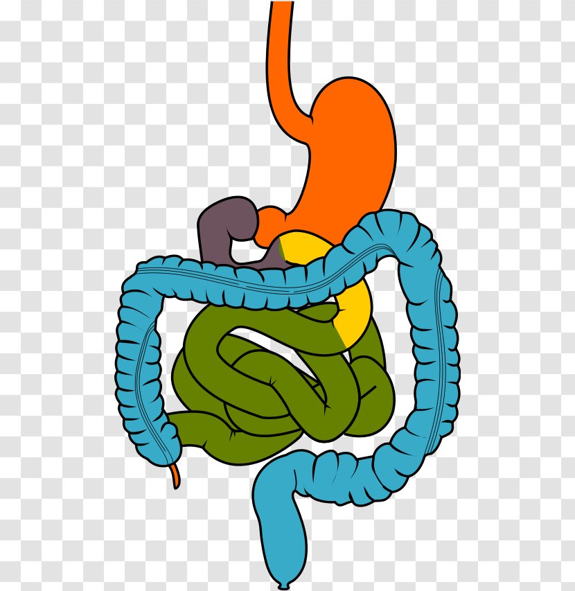 Clip Art Gastrointestinal Tract Digestion Disease Human Digestive System - Cartoon - Intestinal Transparent PNG