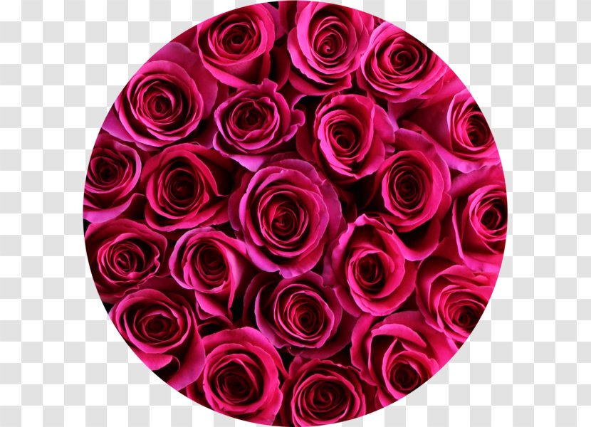 Garden Roses Floral Design Cut Flowers Flower Bouquet - Hot Pink Transparent PNG