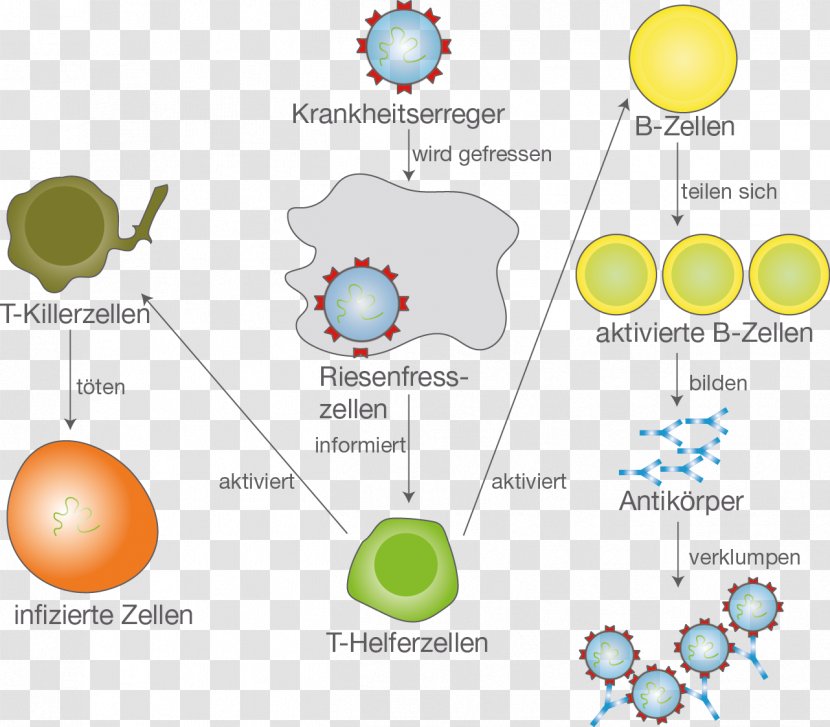 Immune System B Cell Monocyte Pathogen Immunization - Bio Transparent PNG