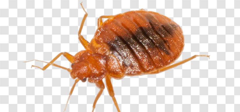 Beetle Mosquito Cockroach Bed Bug Pest Control - True Bugs - Bed_bug Transparent PNG