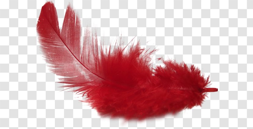 Feather PhotoScape Clip Art - Data Compression - Red Feathers Transparent PNG