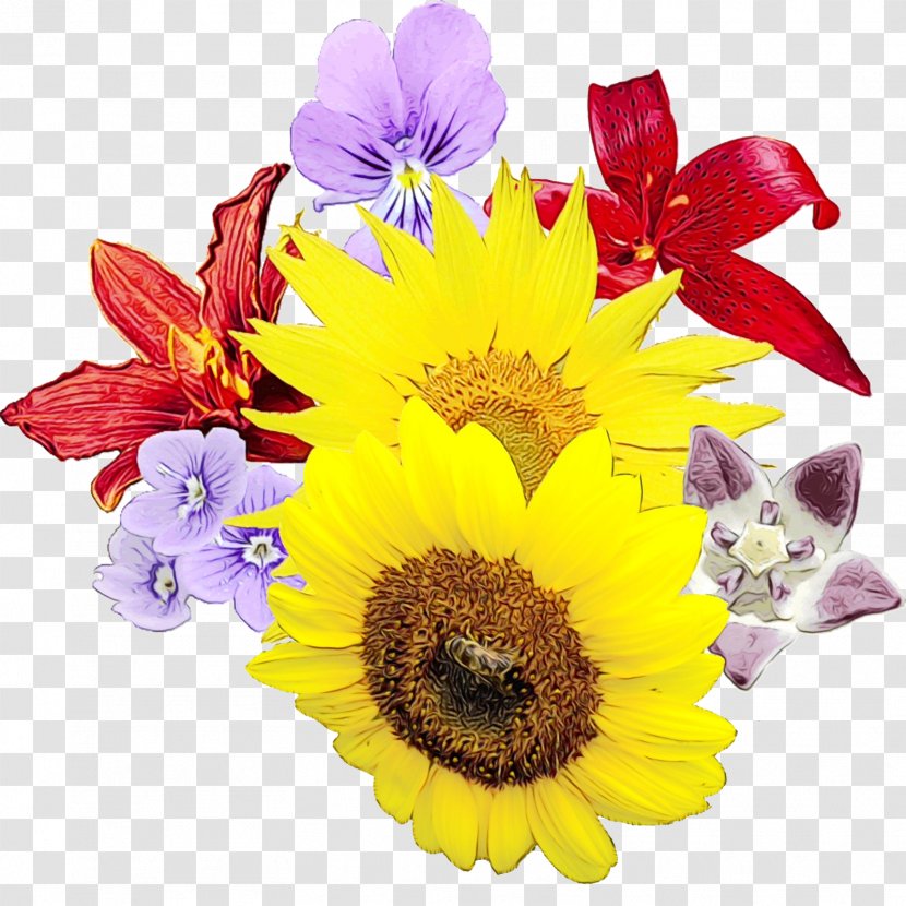 Sunflower - Cut Flowers - Gerbera Wildflower Transparent PNG