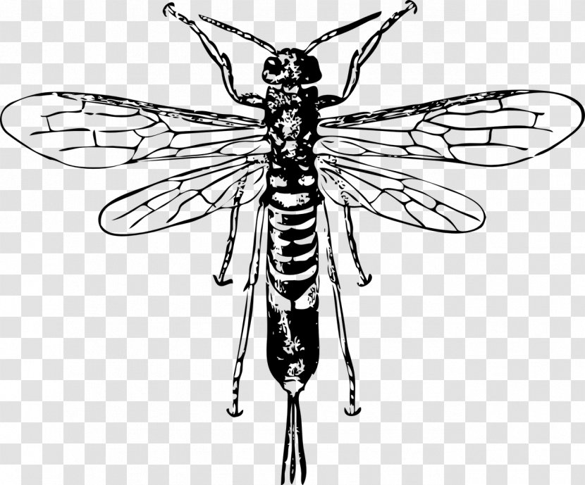 Queen Bee Wasp European Hornet Clip Art - Great Black Transparent PNG