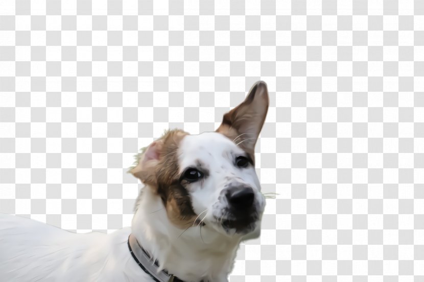 Dog Breed Nose Snout Companion - Ear Transparent PNG