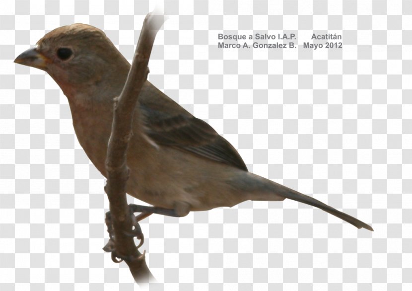 Finch Bird American Sparrows Beak Cuculiformes - Forest Transparent PNG