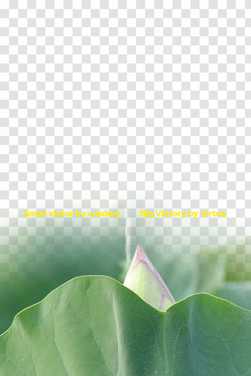 Business Wallpaper - Green - Chinese Wind Element Lotus Transparent PNG