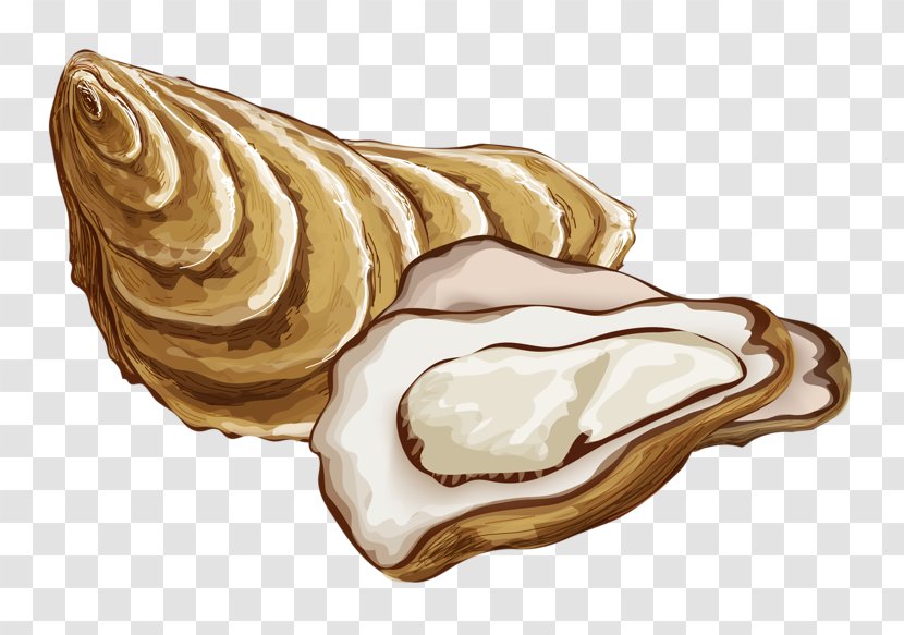 Oyster Drawing Mineral Food - Shore Conch Transparent PNG