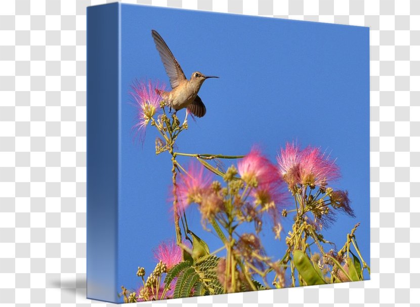 Hummingbird M Fauna Beak Sky Plc - Mimosa Flower Transparent PNG