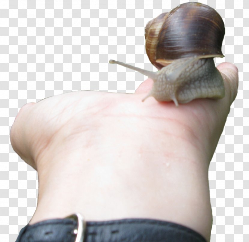 Snail Gastropods Invertebrate Joint Finger - Molluscs - Jason Statham Transparent PNG