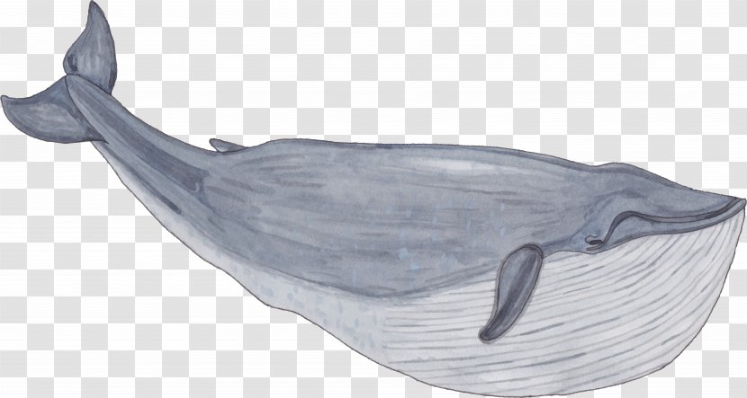 Balaenidae Whale Painting - Cetacea - Hand Painted Transparent PNG