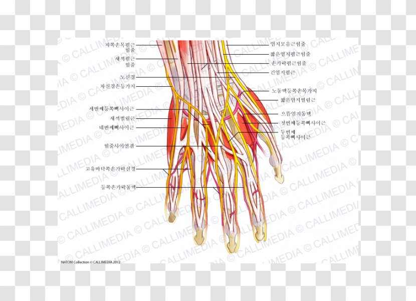 Nerve Hand Muscle Nervous System Human Anatomy - Cartoon Transparent PNG