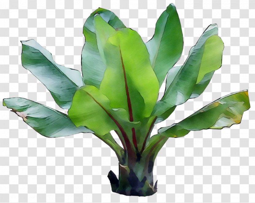 Leaf Plant Stem Plants - Flower - Herb Transparent PNG
