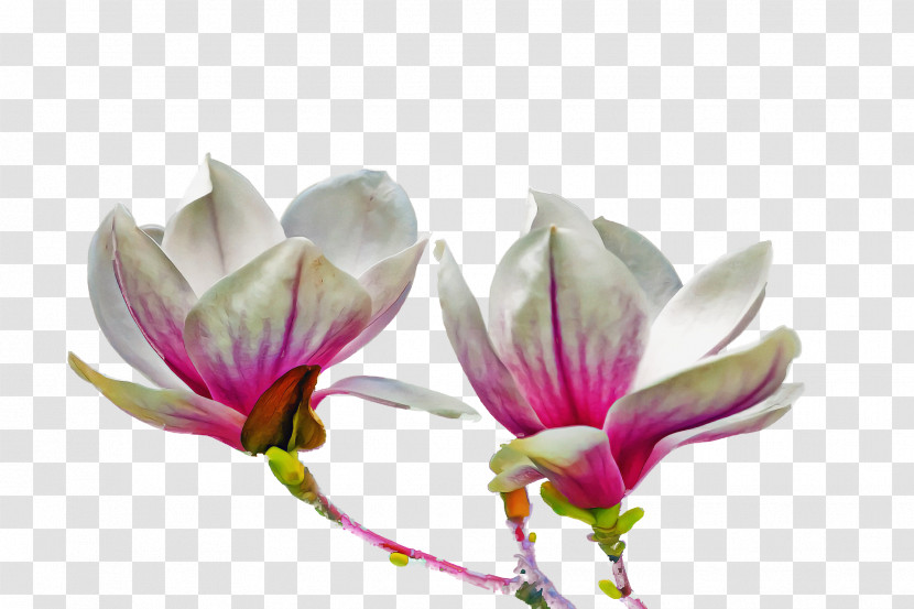 Spring Flower Spring Floral Flowers Transparent PNG