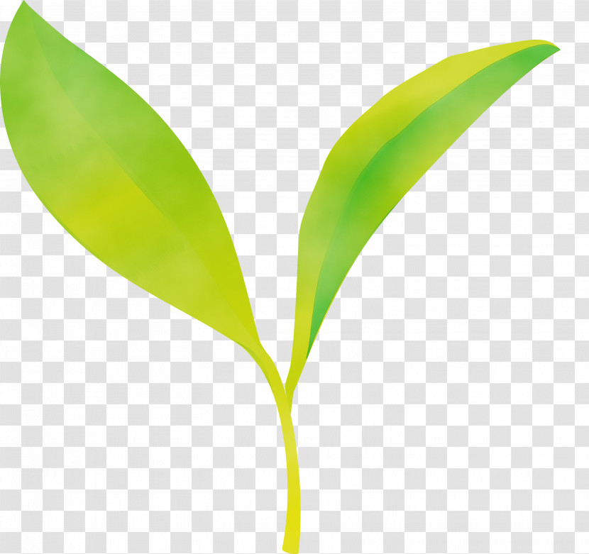 Leaf Flower Plant Lily Of The Valley Plant Stem Transparent PNG