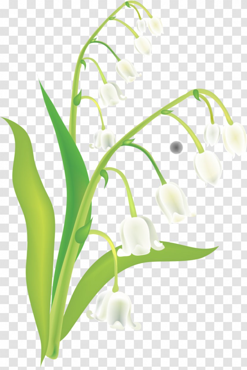 Lily Of The Valley Euclidean Vector - Hand-painted Transparent PNG