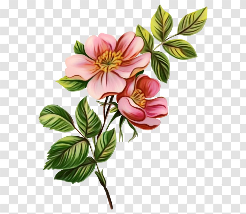 Clip Art Botanical Illustration Rose Flower - Decorative Arts - Flowering Plant Transparent PNG