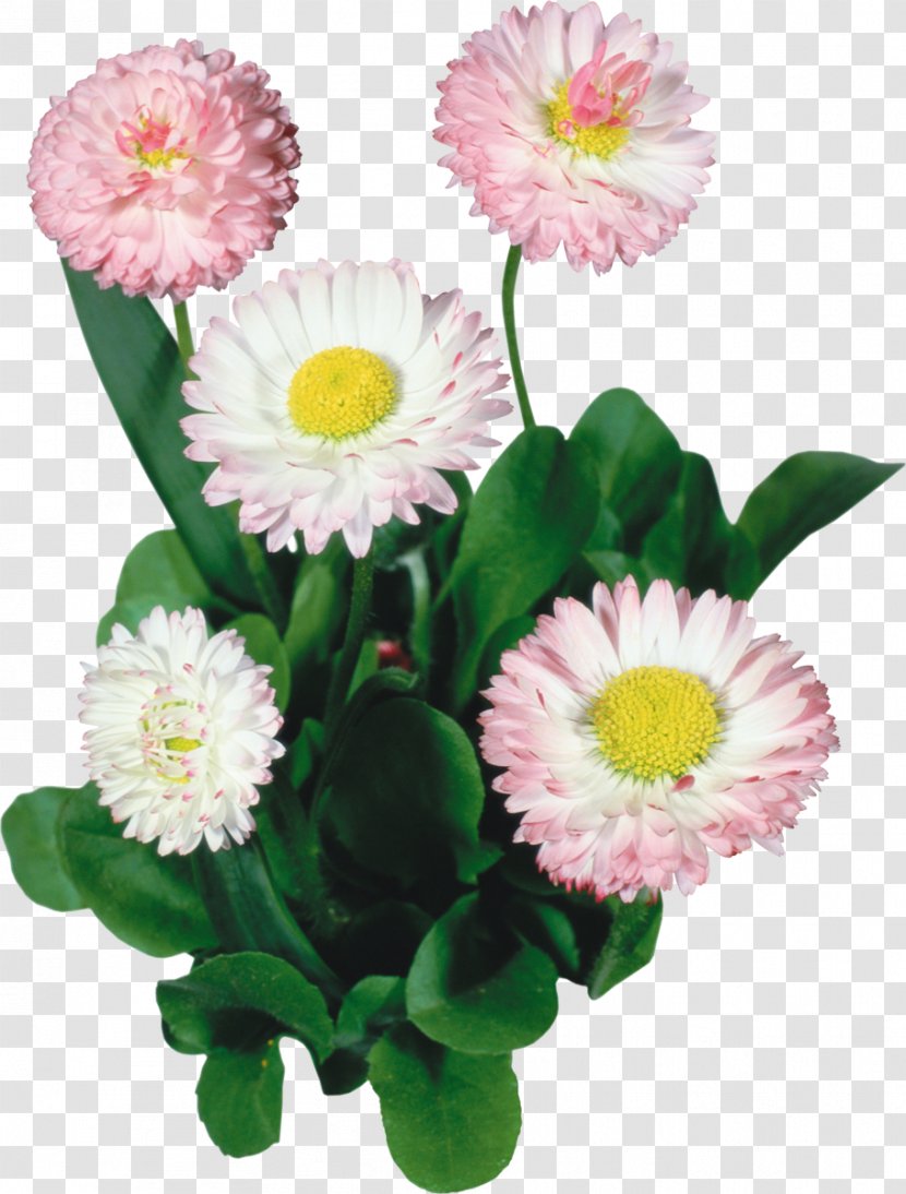 Common Daisy Flower Image Photography Transparent PNG