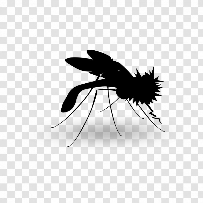 Mosquito Insect Black & White - Membranewinged - M Product Design Transparent PNG