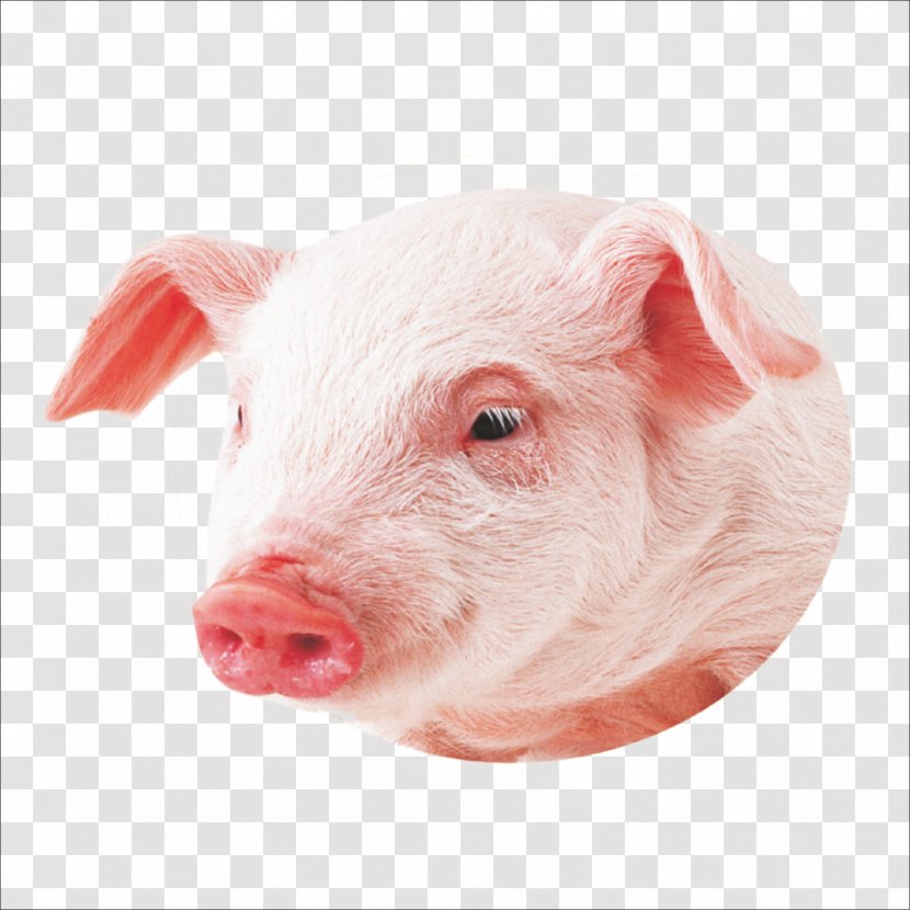 Co Pig Miniature Wallpaper Transparent PNG