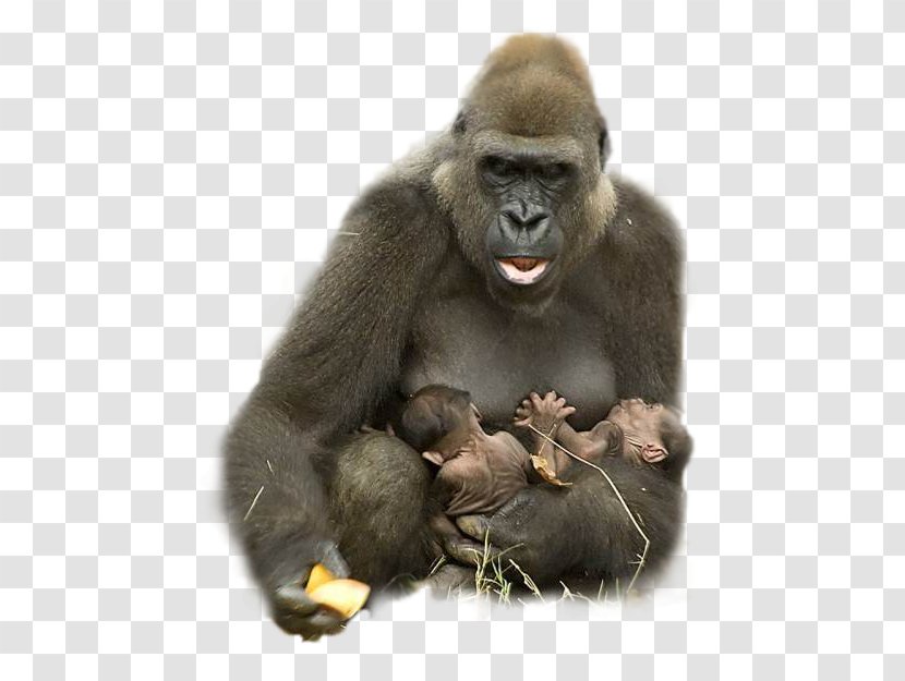Gorilla Animal Ape Harambe Hug - Wildlife - Clipart Transparent PNG