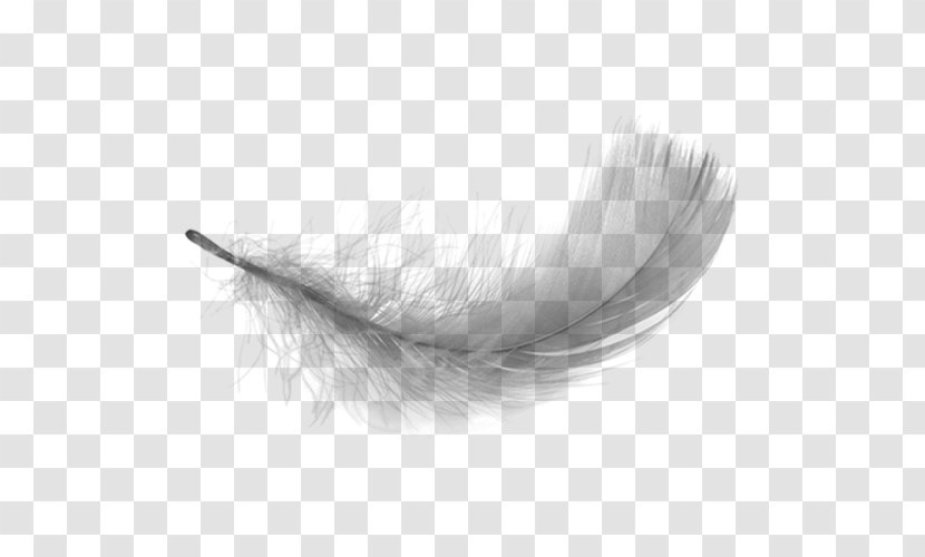 White Feather - Monochrome - Feathers Falling Transparent PNG
