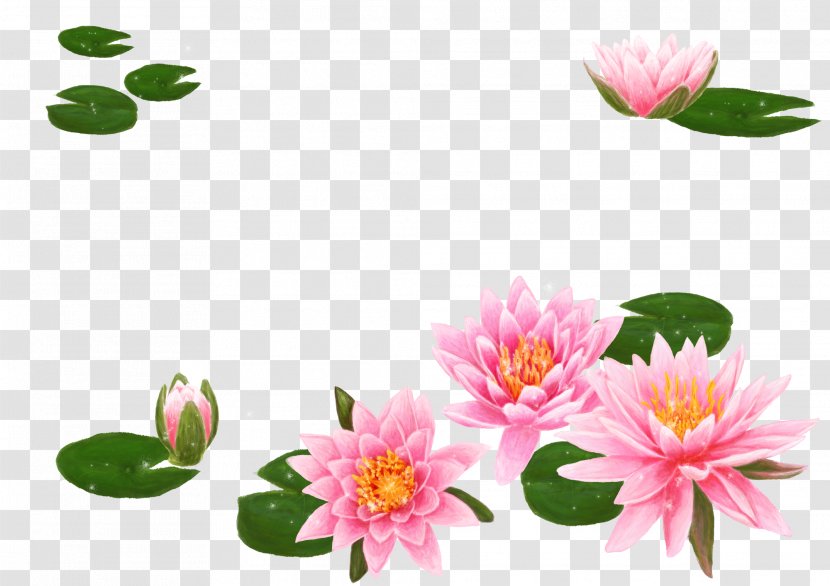 Nelumbo Nucifera Flower Water Lily Lilium Wallpaper - Arranging - Korean Lotus Transparent PNG