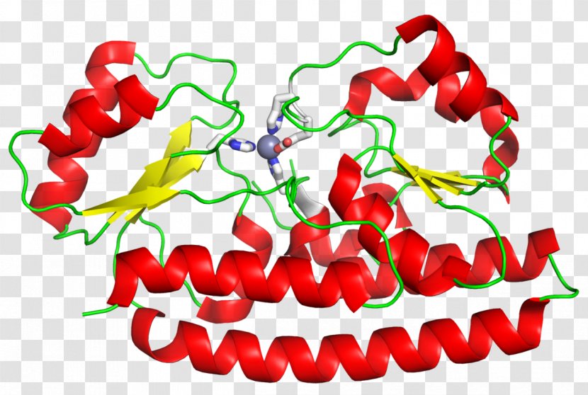 ZnuABC Chili Pepper Membrane Transport Protein Peppers Zinc - Transmembrane Transparent PNG