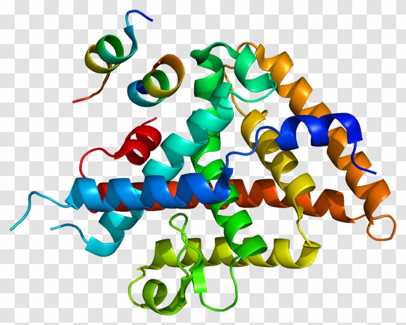 Liver Receptor Homolog-1 Amylase Lipase Wikipedia Protein - Transcription Factor Transparent PNG