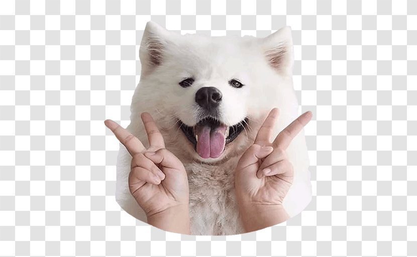 Samoyed Dog Rick Sanchez The Morty Smith Puppy - Akita Inu - Pony Transparent PNG