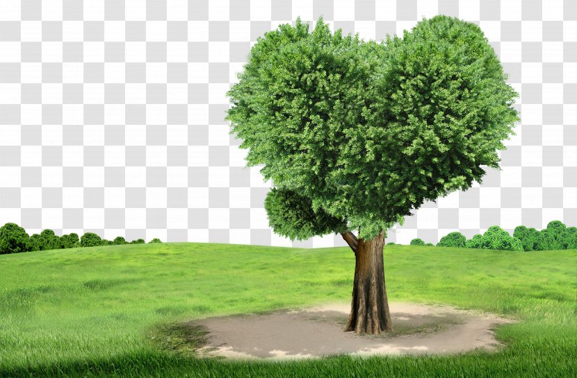 Tree No Na Child - Woody Plant - Environmental Green Nature Transparent PNG
