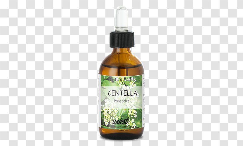 Fennel Flower Sativum Dietary Supplement Plant - Centella Asiatica Transparent PNG