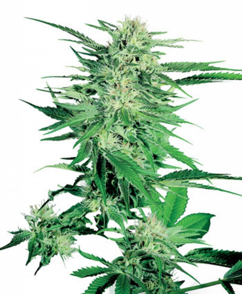 Cannabis Bud Seed Marijuana Flowering Plant - Genetics - Skunk Transparent PNG