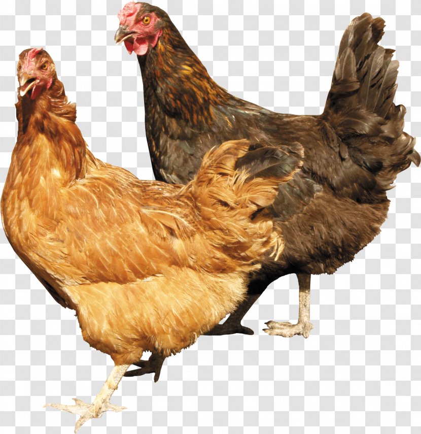 Chicken Cattle Farm Livestock - Rooster - Image Transparent PNG