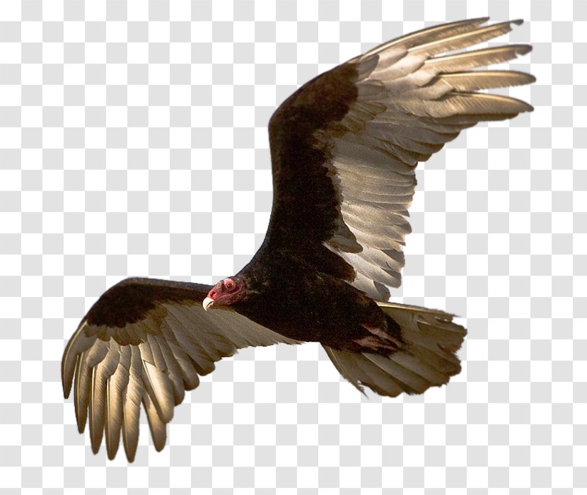 Turkey Vulture Blog Olfaction - Bird Of Prey - Avenue Transparent PNG
