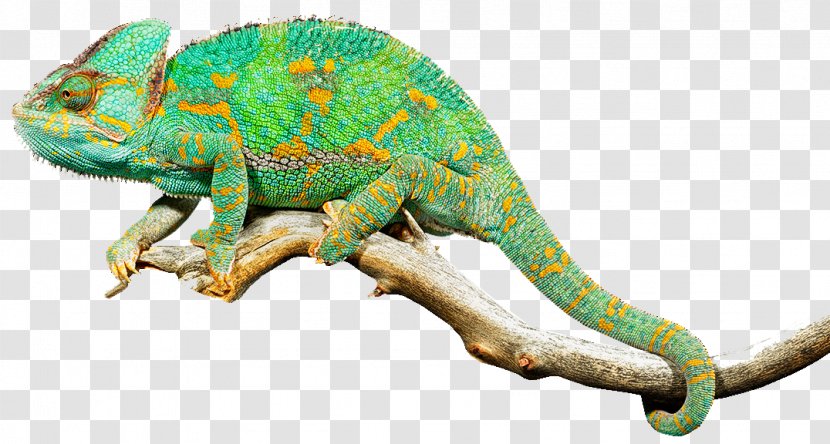 Reptile Lizard Chameleons Common Iguanas Clip Art - Free Reptiles Transparent PNG