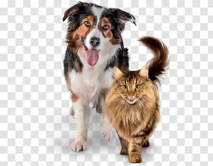 Cat Food Dog Dog–cat Relationship - Pet Transparent PNG