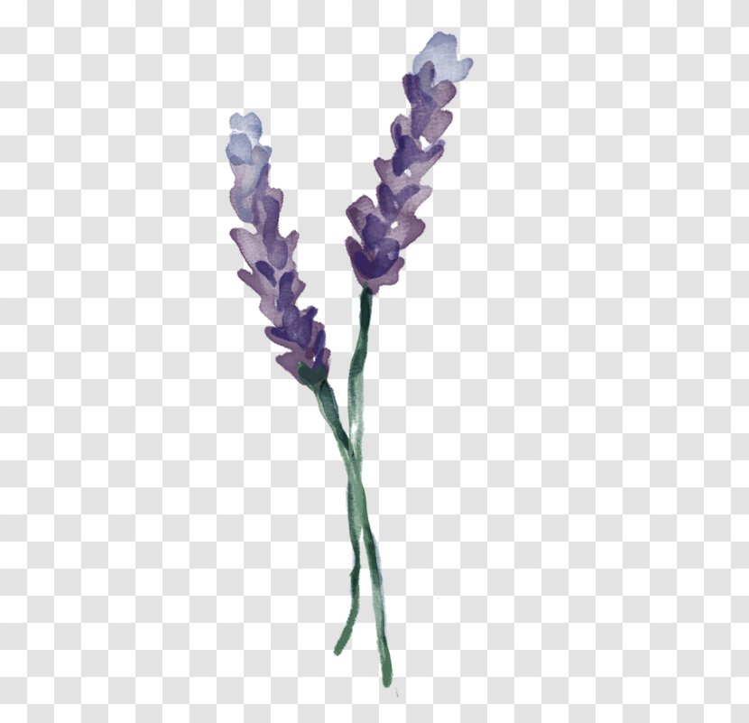 English Lavender Twig Plant Stem - Flower - Olympic Company Transparent PNG
