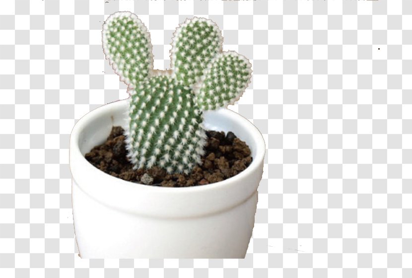 Cactaceae Succulent Plant Yellow Prickly Pear - Hedgehog Cactus - White Pot Transparent PNG