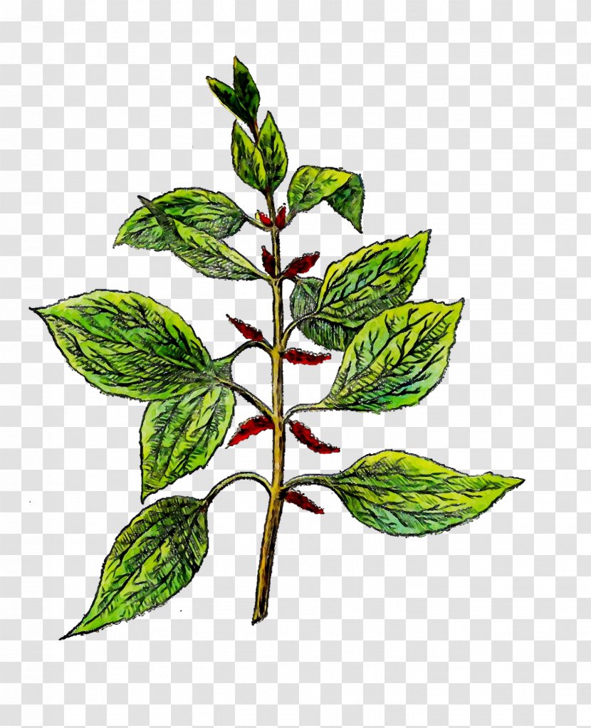 Leaf Herbalism Plant Stem Branching - Flower - Botany Transparent PNG